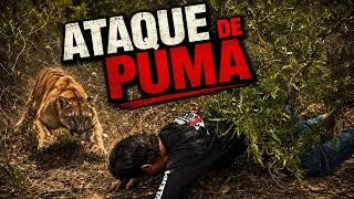 Thumbnail: UNO DE LOS ATAQUES MÁS CERCAS QUÉ E TENIDO CON EL PUMA ME PASÓ AQUÍ