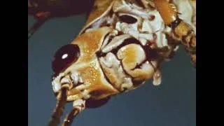 Thumbnail: [Insects Chewing, silent, 1970s]