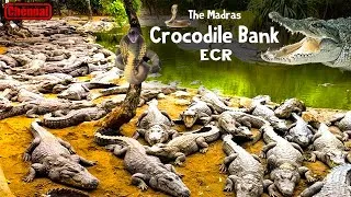 Thumbnail: Chennai Crocodile Park || முதலை பண்ணை || Crocodile bank and Center for reptiles, ECR Chennai.