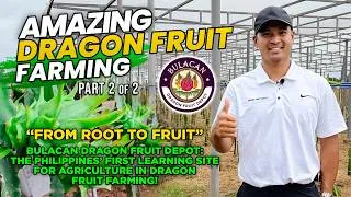 Thumbnail: DRAGON FRUIT FARMING: PROFITABLE AND MANAGEABLE FARM BUSINESS. PWEDENG MAGHARVEST EVERY 30-35 DAYS