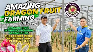 Thumbnail: 2,000 PCS NA DRAGON FRUIT NA GOOD FOR HALF HECTARE, KASYA UMANO SA 1,000 SQM USING INTENSIVE FARMING