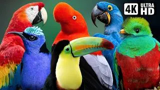 Thumbnail: Tropical Birds Discovery in 4K Ultra HD 60FPS – Explore the World's Most Beautiful Avian Species
