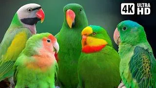 Thumbnail: MOST WONDERFUL GREEN PARROTS | COLORFUL BIRDS | RELAXING SOUNDS | STUNNING NATURE | STRESS RELIEF 🦜