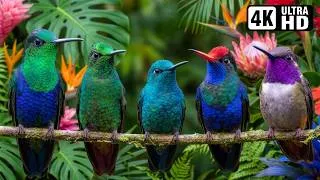 Thumbnail: Mesmerizing Hummingbirds | Nature's Tiny Jewels | Beautiful Bird Sounds | Stress Relief Nature ASMR🌿