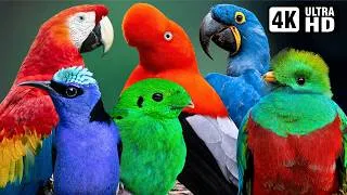 Thumbnail: 4K Tropical Birds with Serene Nature Melodies | Nature ASMR for Stress Relief & Sleep | Rainforest🌿