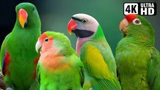 Thumbnail: GREEN PARROTS Close-Up | Gentle Bird Sounds Proven to Heal Stress & Tension | Breathtaking Birds