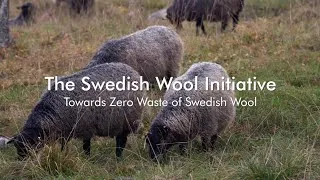 Thumbnail: The Swedish Wool Initiative – Swedish Wool in 90 Seconds
