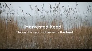 Thumbnail: Harvested Reed – Cleans the Sea and Benefits the Land