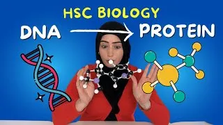 Thumbnail: Protein synthesis: The Most Important Concept in HSC Biology (No One Gets Right)