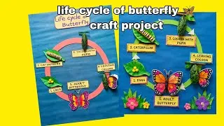 Thumbnail: Life cycle of butterfly 🦋 craft | model on life cycle of butterfly | butterfly life cycle drawing