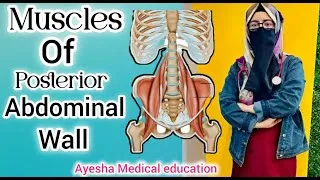 Thumbnail: Muscles of Posterior Abdominal Wall | Attachments | Nerve Supply| Action| @ayeshamedicaleducation