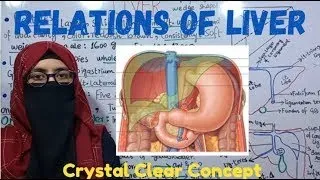 Thumbnail: RELATIONS OF LIVER | part 2 | PERITONEAL RELATIONS | VISCERAL RELATIONS | @ayeshamedicaleducation