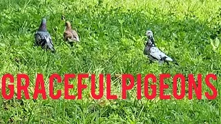 Thumbnail: GRACEFUL PIGEONS 4,657