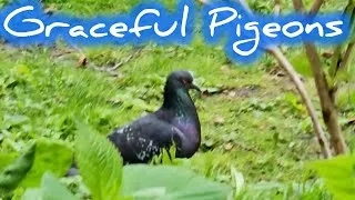 Thumbnail: GRACEFUL PIGEONS 4,618