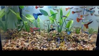 Thumbnail: Planted Aquarium Setup for Guppy Fish Breeding