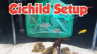 Thumbnail: The Secret to Cichlid Tanks That Nobody Tells You About  #cichlidtank #aquariumsetup #aquariumhobby