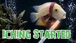 Thumbnail: How to solve White Spot from Severum Fish | Monster Fish ICH problem Treatments