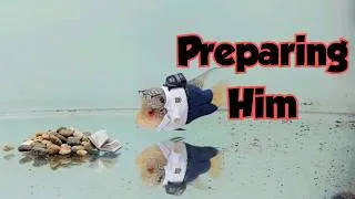 Thumbnail: Flowerhorn Fish Breeding ke liya small aquarium me trained kare
