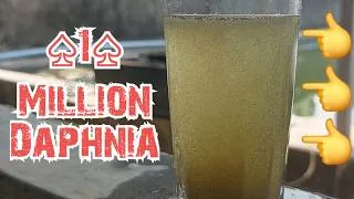 Thumbnail: Baby Fishes must want 1st class quality Daphnia | Baby Fish food