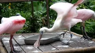 Thumbnail: Watch How Spoonbill Birds Eat: Unique Beak in Action! Nature's Spoons: the Beautiful Bird