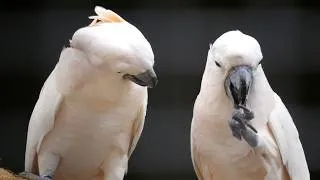 Thumbnail: salmon crested cockatoo bird || Salmon-Crested Cockatoos Relaxing & Snacking in the Trees! 🦜✨