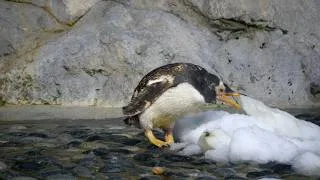 Thumbnail: Hungry Penguins Searching for Food in Deep Snow at the Zoo! #penguin #penguins #zoolife #animals
