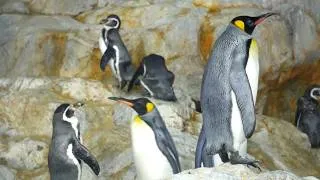 Thumbnail: penguins in zoo, emperor penguin and african penguin in Zoo #penguin #penguins #emperorpenguins