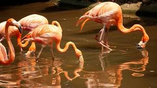 Thumbnail: Flamingos birds, Caribbean flamingo, saras pakshi #Flamingo #SarasPakshi #Birds #FlamingoBird