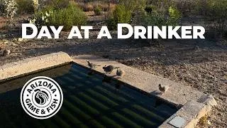 Thumbnail: A Day at a Wildlife Water