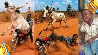 Thumbnail: 150 Most Funniest Videos Of The Year || 99 % Break Within First 5 Seconds Of The Video