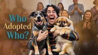 Thumbnail: When Dogs Choose Humans and Their Dogs 🔥🤯 A beautiful Story #dogs #adoptme #adoptdontshop #foryou 