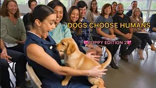 Thumbnail: When Dogs Choose Their Humans 💖- A Memorable Story