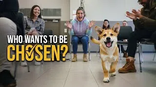 Thumbnail: Dog Choose humans - Puppy Edition In A beautiful Story 🐶💖