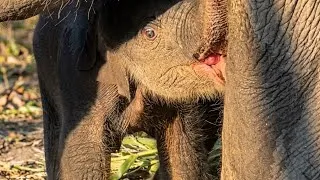 Thumbnail: Tiny Newborn Elephant Hiding Under Mom’s Belly!