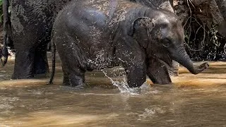 Thumbnail: Baby Elephant Spinning Its Trunk Like a Helicopter in the River!