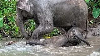 Thumbnail: This Baby Elephant Thinks He's A Fish (Cutest Thing Ever!)