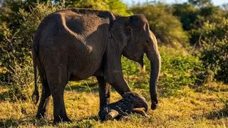 Thumbnail: Mom Elephant Has The Sweetest Way of Waking Up Her Sleeping Baby!