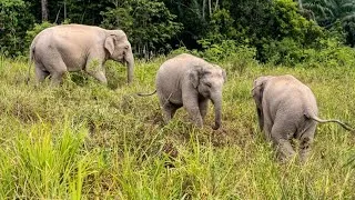 Thumbnail: When Two Baby Elephants Meet..And Their Reaction Is Everything!