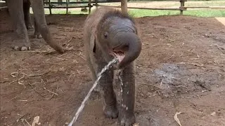 Thumbnail: Watch This Cute Baby Elephant Found a New Way to Drink Water!