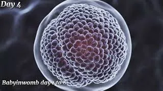 Thumbnail: How Pregnancy Begins (Day 1–8) | From Fertilization to Implantation | 3D Pregnancy Journey Animation