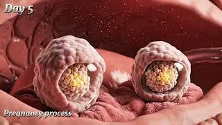 Thumbnail: Pregnancy Process Explained | Day 1 to Day 8 | Fertilization to Implantation (3D Medical Animation)