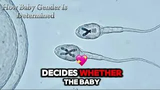 Thumbnail: How Baby Gender Is Determined | X and Y Chromosomes Explained