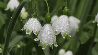 Thumbnail: Baby Low Stimulation - Flowers