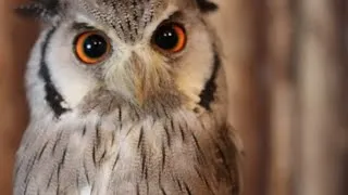 Thumbnail: Baby Low Stimulation – Animal Friends
