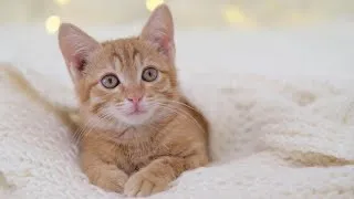Thumbnail: Baby Low Stimulation – Friendly Pets & Farm Animals