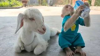 Thumbnail: Too Funny! Baby Goat Can’t Handle CUTIS’s Milk Hunger