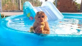 Thumbnail: Hilarious! 🤣 Baby CUTIS Throws a Giant Pool Party for Baby Ducks