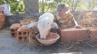 Thumbnail: Too Cute! 🥰 Baby CUTIS Becomes a Babysitter for a Hungry Baby Goat