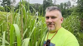 Thumbnail: Knee High by the 4th of July