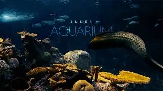 Thumbnail: Sleep Aquarium • no music • Underwater Soundscape ASMR